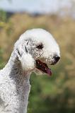 BEDLINGTON TERRIER 008